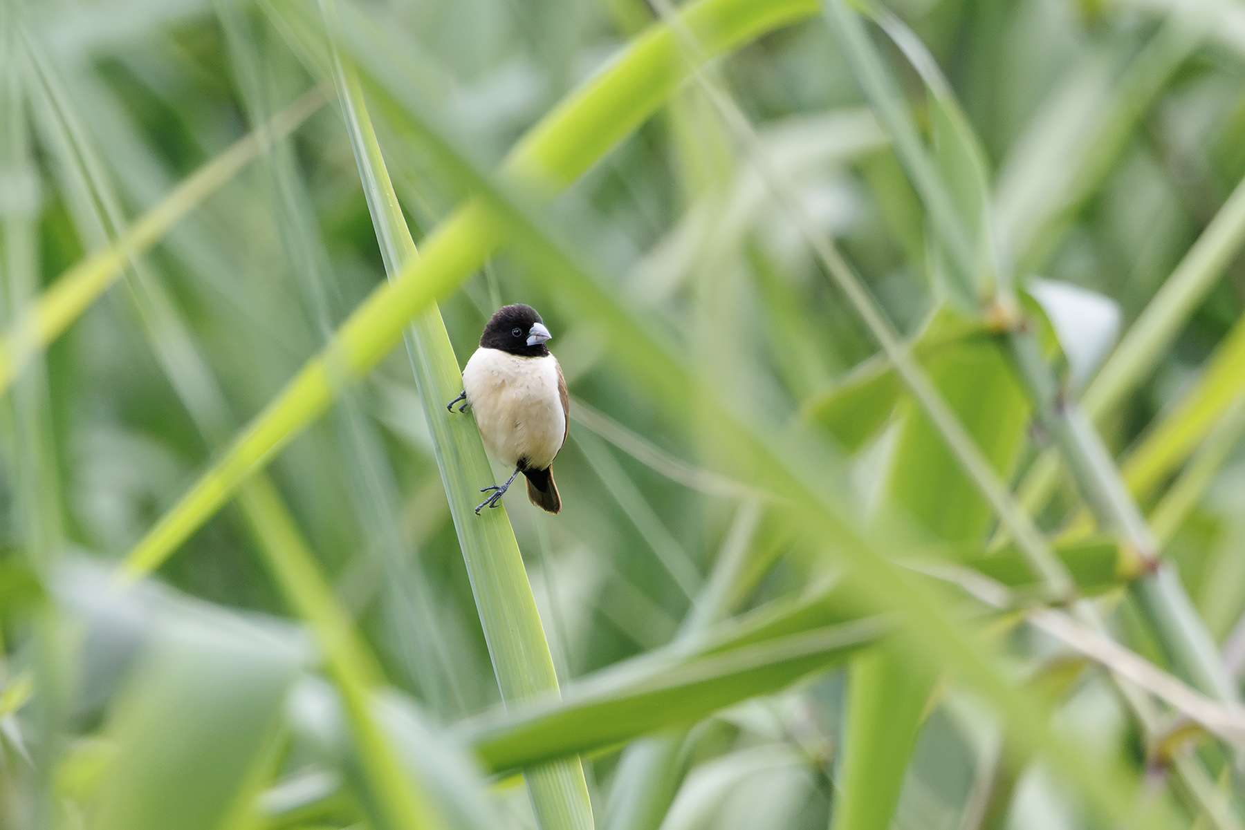 Hooded Mannikin (image by Dáni Balla)