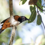 Hooded Pitohui (image by Dáni Balla)