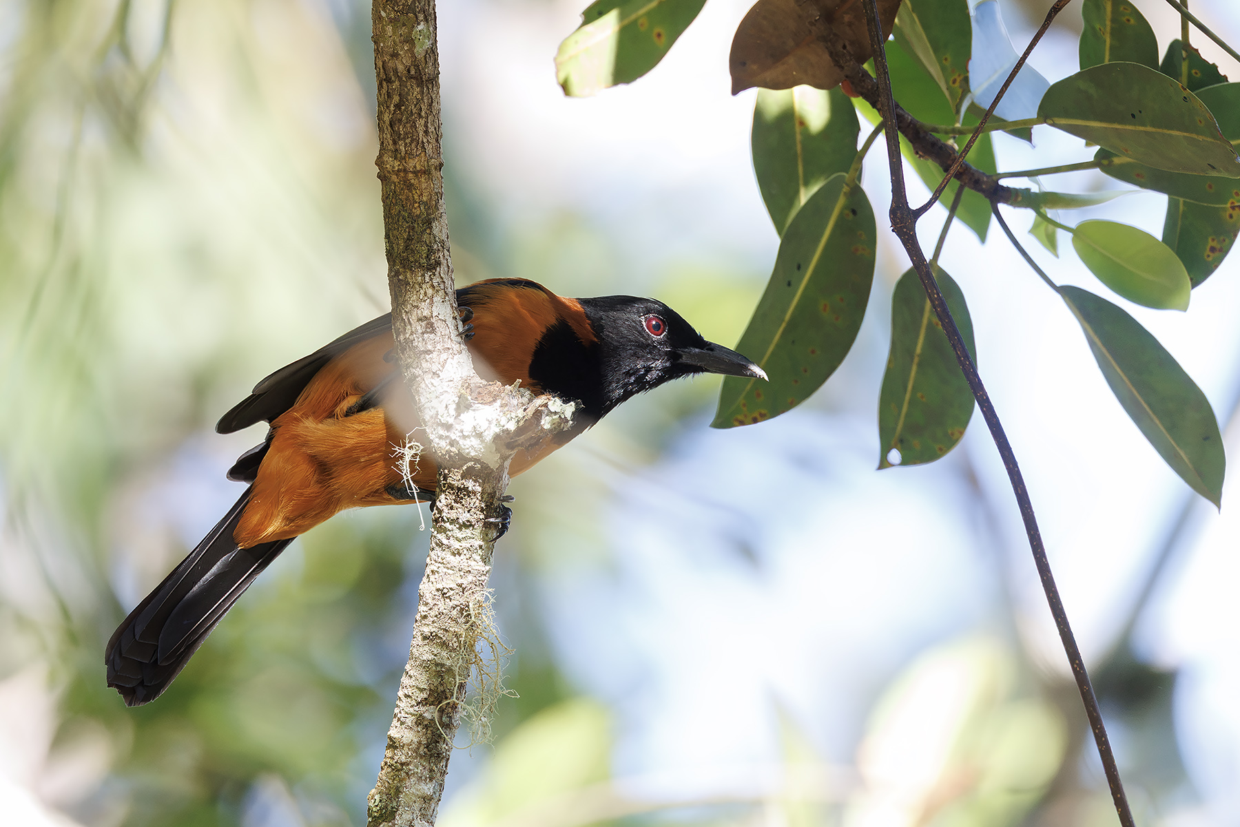 Hooded Pitohui (image by Dáni Balla)