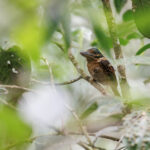 Hook-billed Kingfisher (image by Dáni Balla)