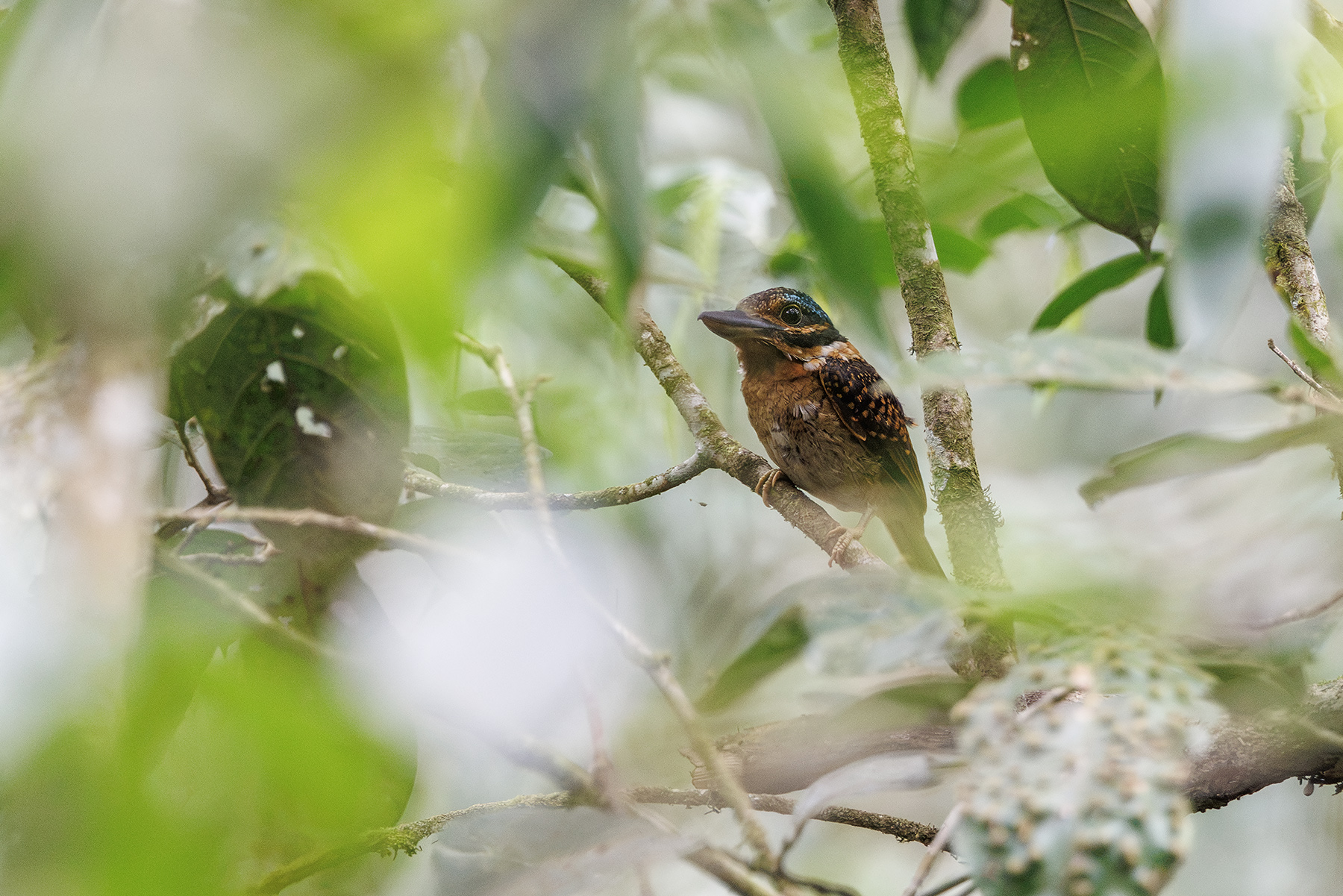 Hook-billed Kingfisher (image by Dáni Balla)