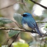 Indigo Flycatcher (image by Craig Robson)