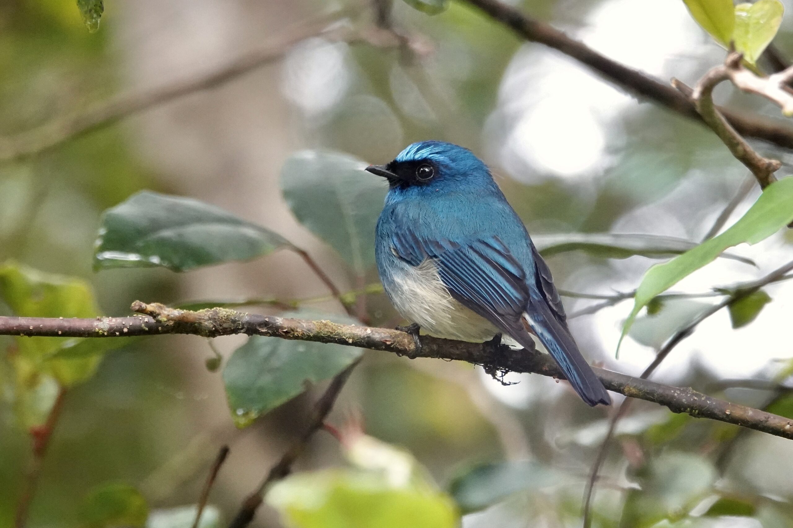 Indigo Flycatcher (image by Craig Robson)
