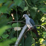 Island Imperial Pigeon (image by Dáni Balla)