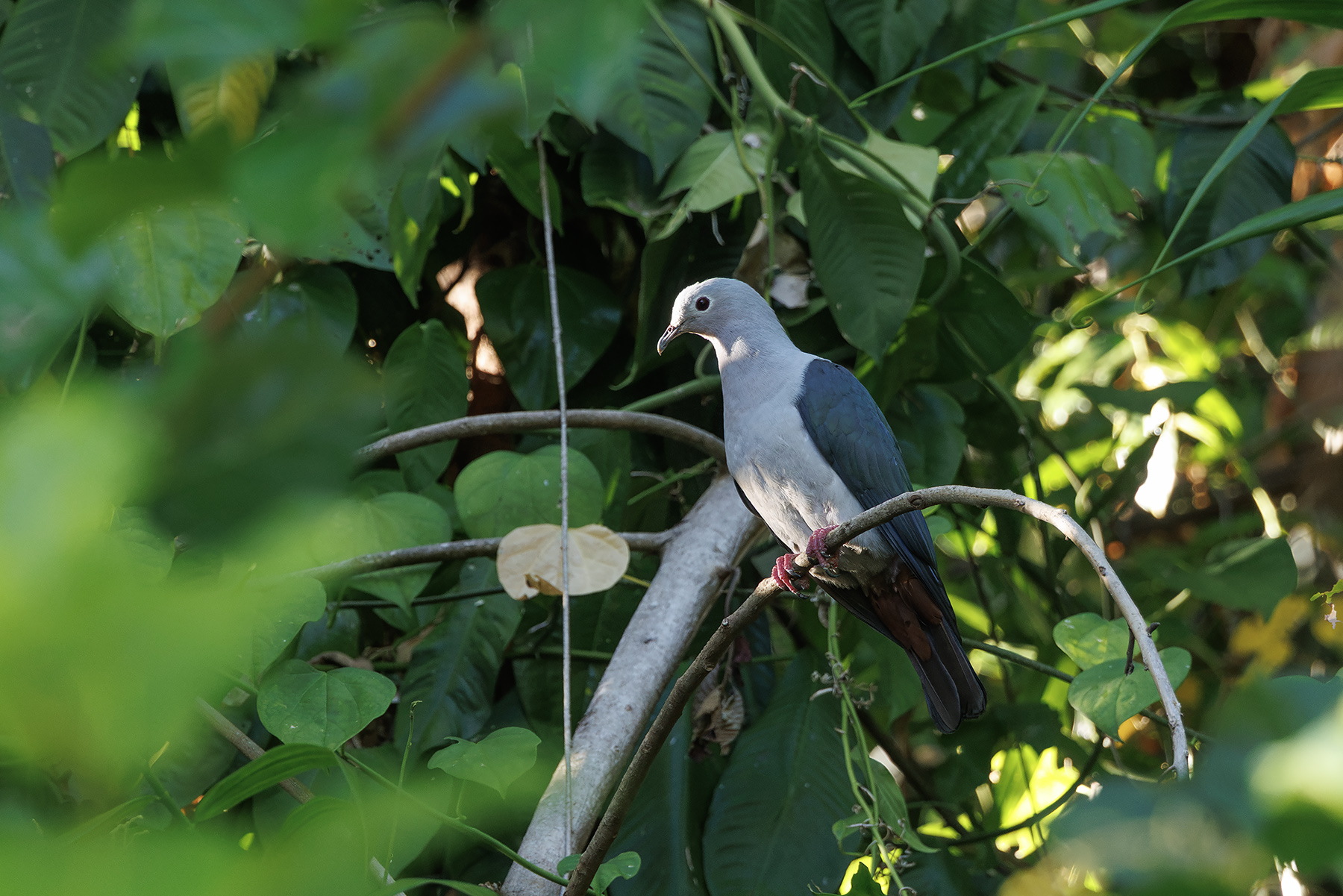 Island Imperial Pigeon (image by Dáni Balla)