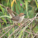 Kilombero Cisticola (image by Mark Van Beirs)