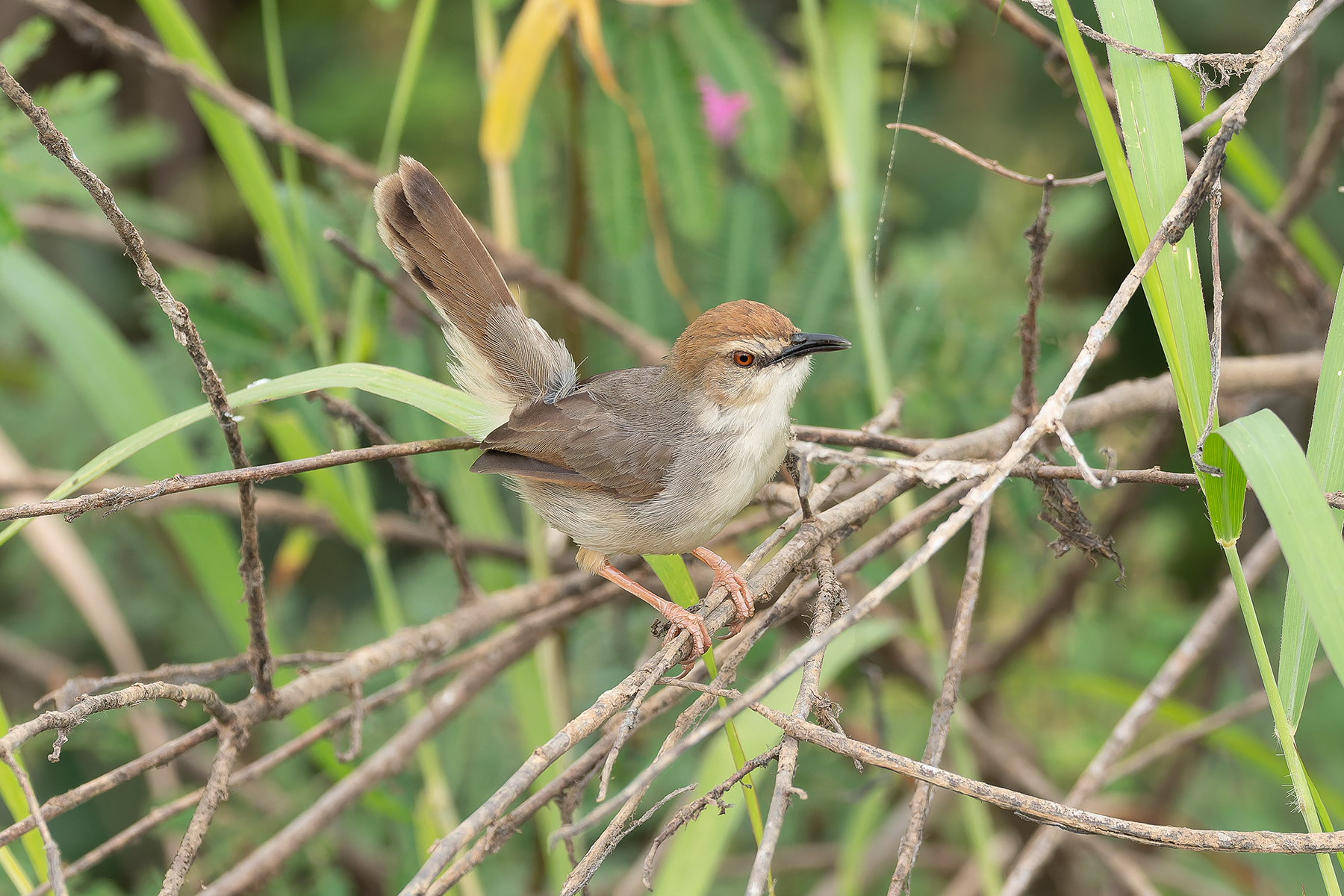 Kilombero Cisticola (image by Mark Van Beirs)