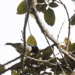 King-of-Saxony Bird-of-paradise (image by Dáni Balla)