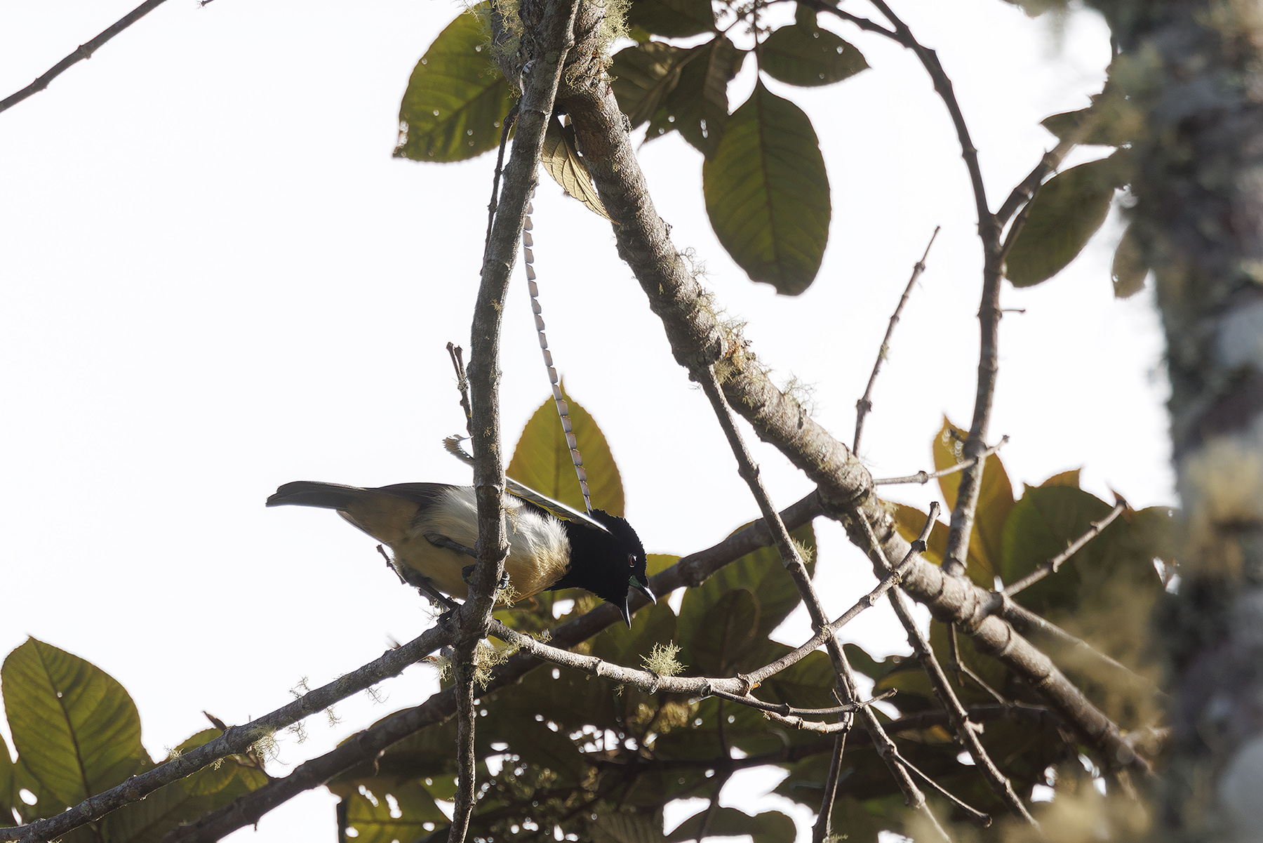 King-of-Saxony Bird-of-paradise (image by Dáni Balla)
