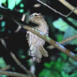 Large Frogmouth (image by Thomas Pedersen)