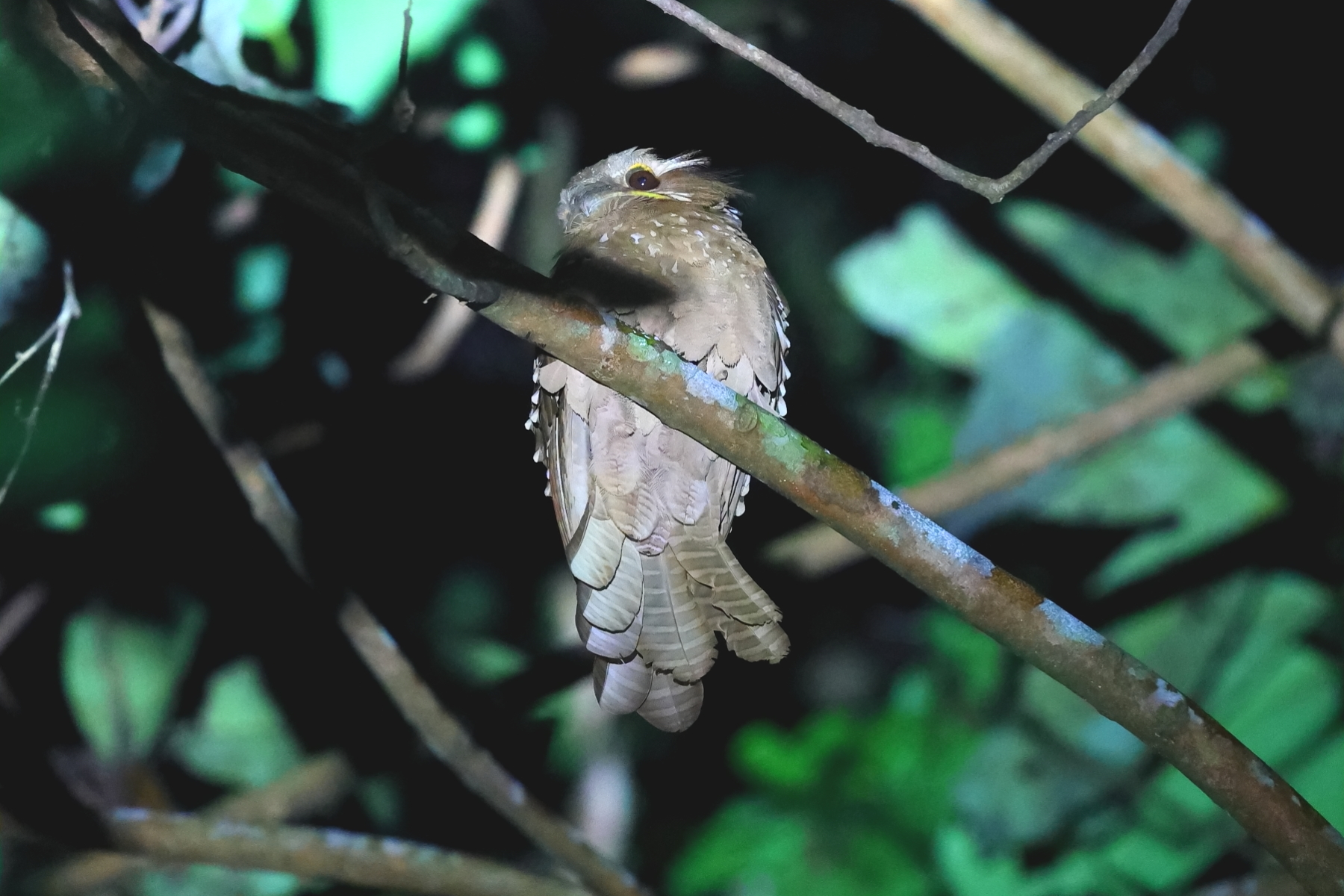 Large Frogmouth (image by Thomas Pedersen)