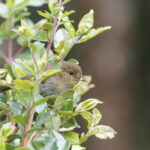 Large Scrubwren (image by Dáni Balla)