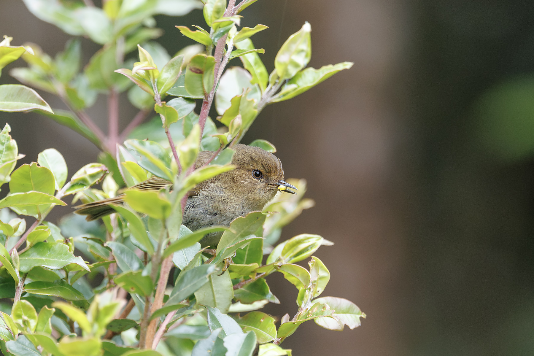 Large Scrubwren (image by Dáni Balla)