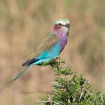 Lilac-breasted Roller (image by Mark Van Beirs)