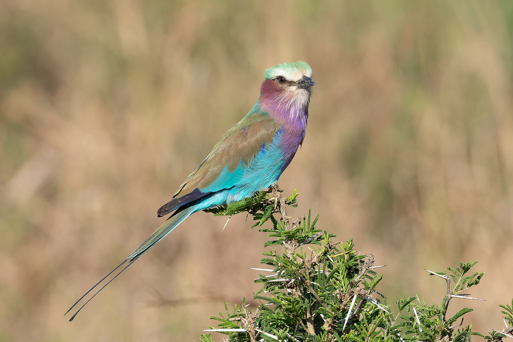 Lilac-breasted Roller (image by Mark Van Beirs)