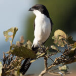Long-tailed Fiscal (image by Mark Van Beirs)
