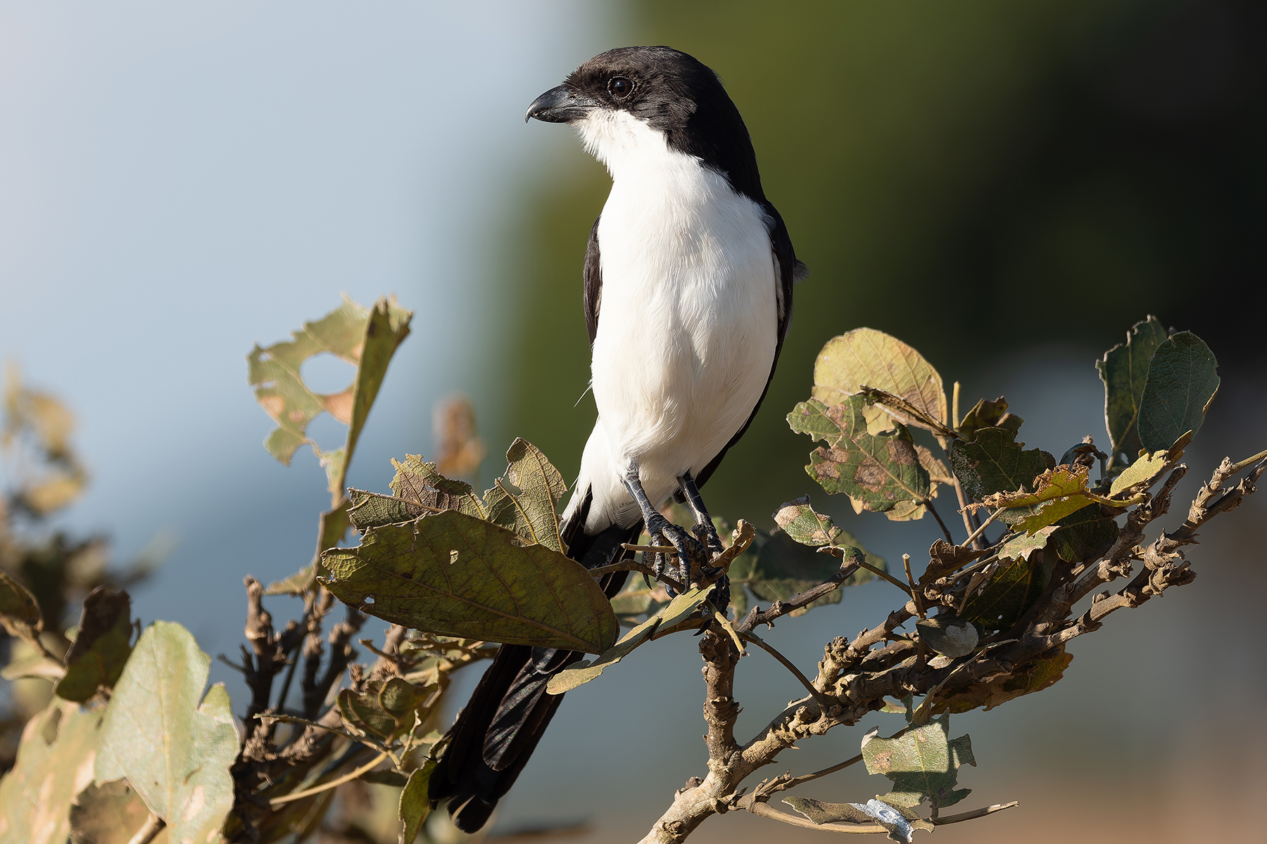 Long-tailed Fiscal (image by Mark Van Beirs)