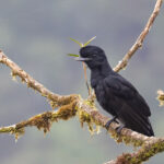 NORTHERN ECUADOR TOUR REPORT 2026