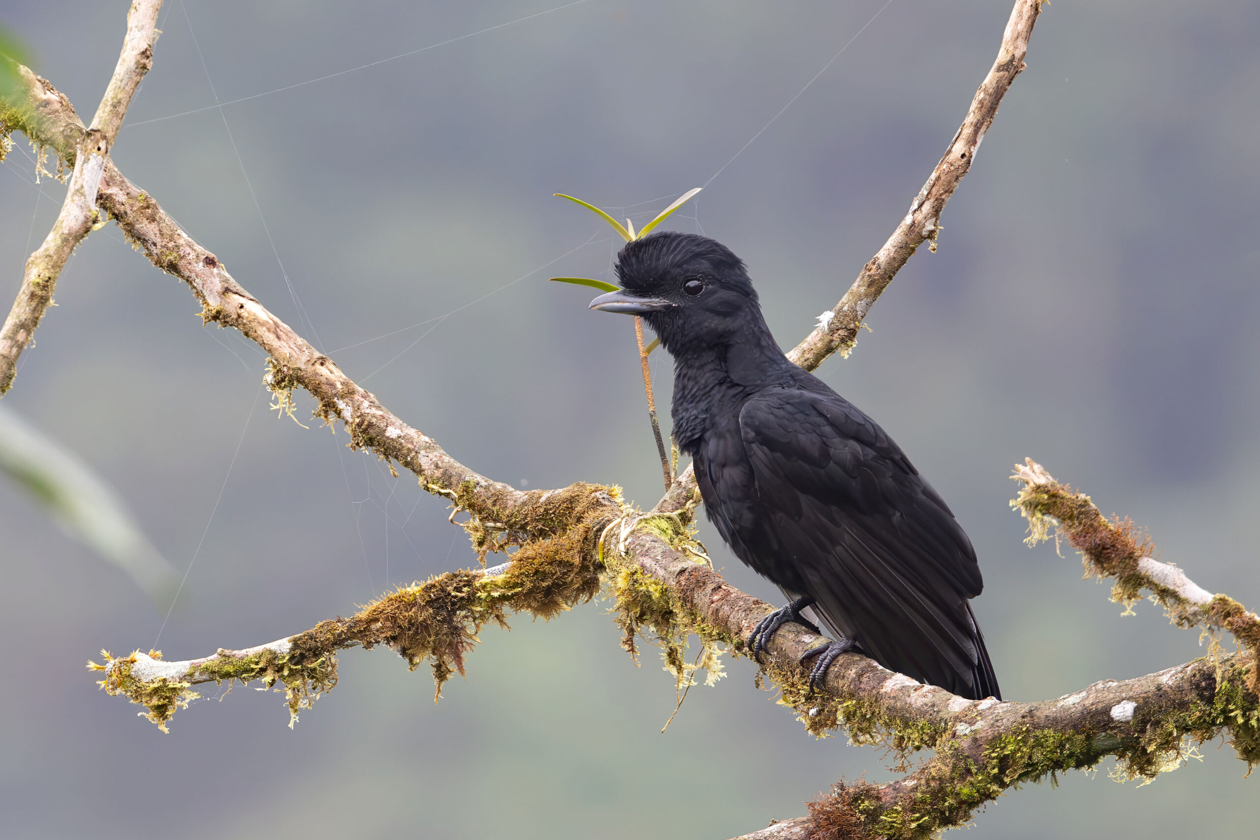 Long-wattled Umbrellabird (image by Daniel Branch)