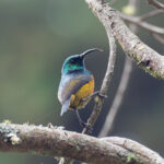 Loveridge's Sunbird (image by Mark Van Beirs)