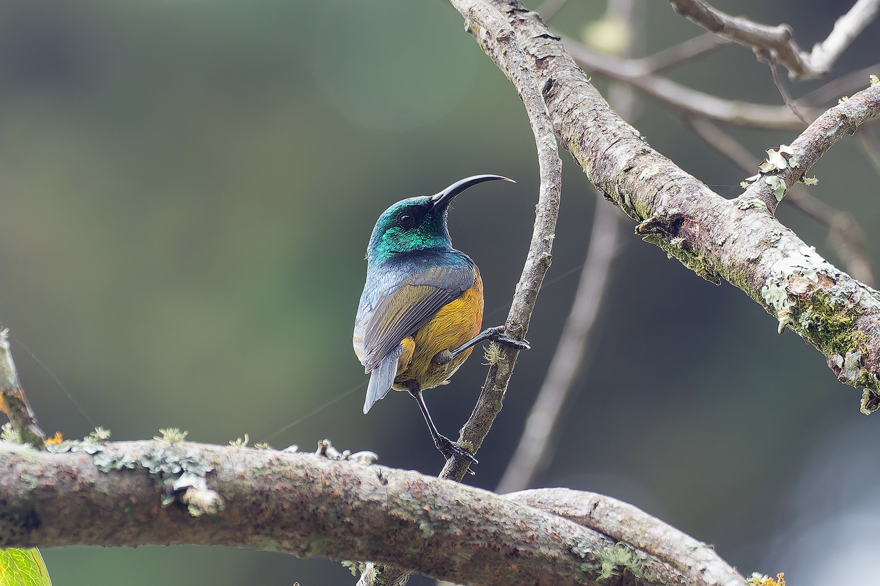 Loveridge's Sunbird (image by Mark Van Beirs)