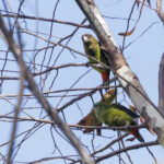 Madarasz's Tiger Parrot (image by Dáni Balla)