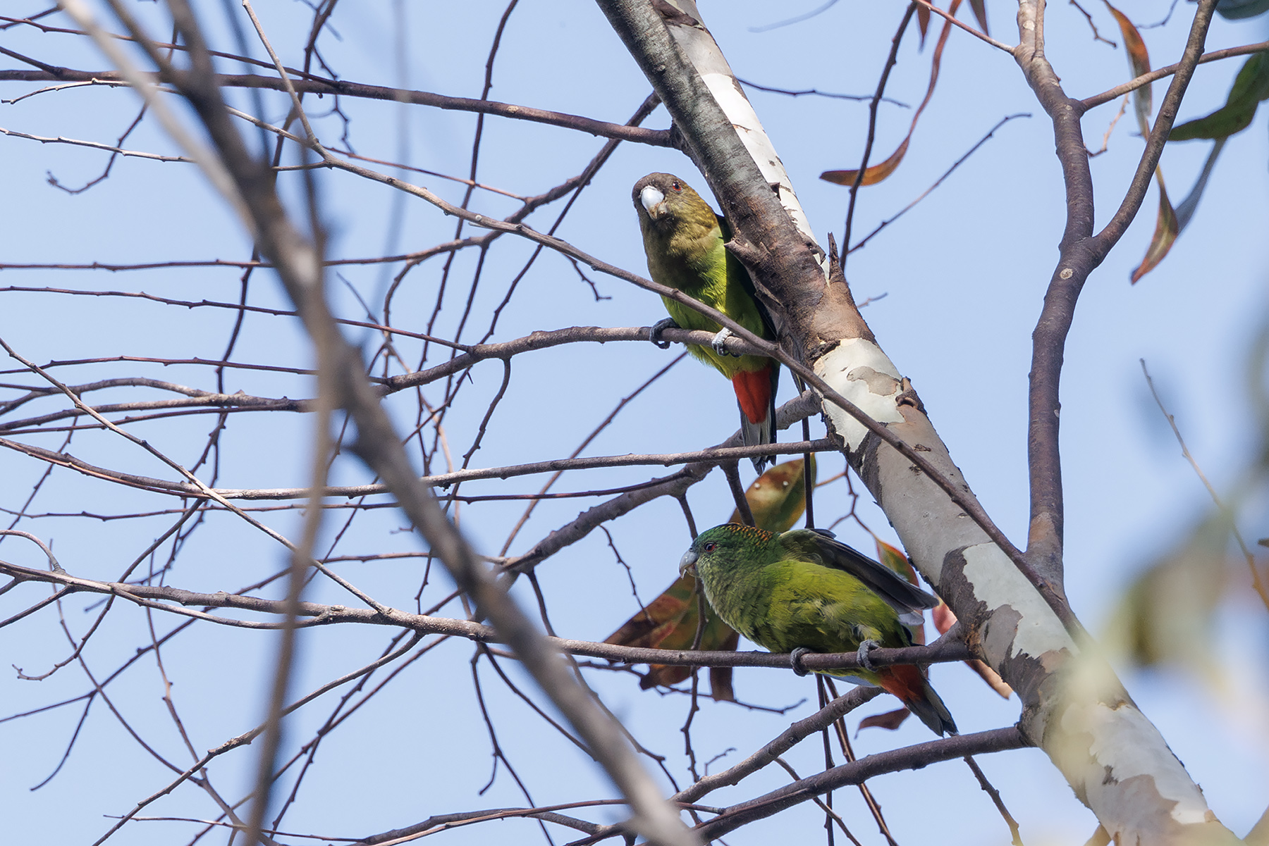 Madarasz's Tiger Parrot (image by Dáni Balla)