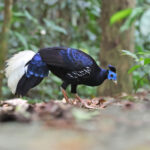 male Malayan Crested Fireback (image by János Oláh)