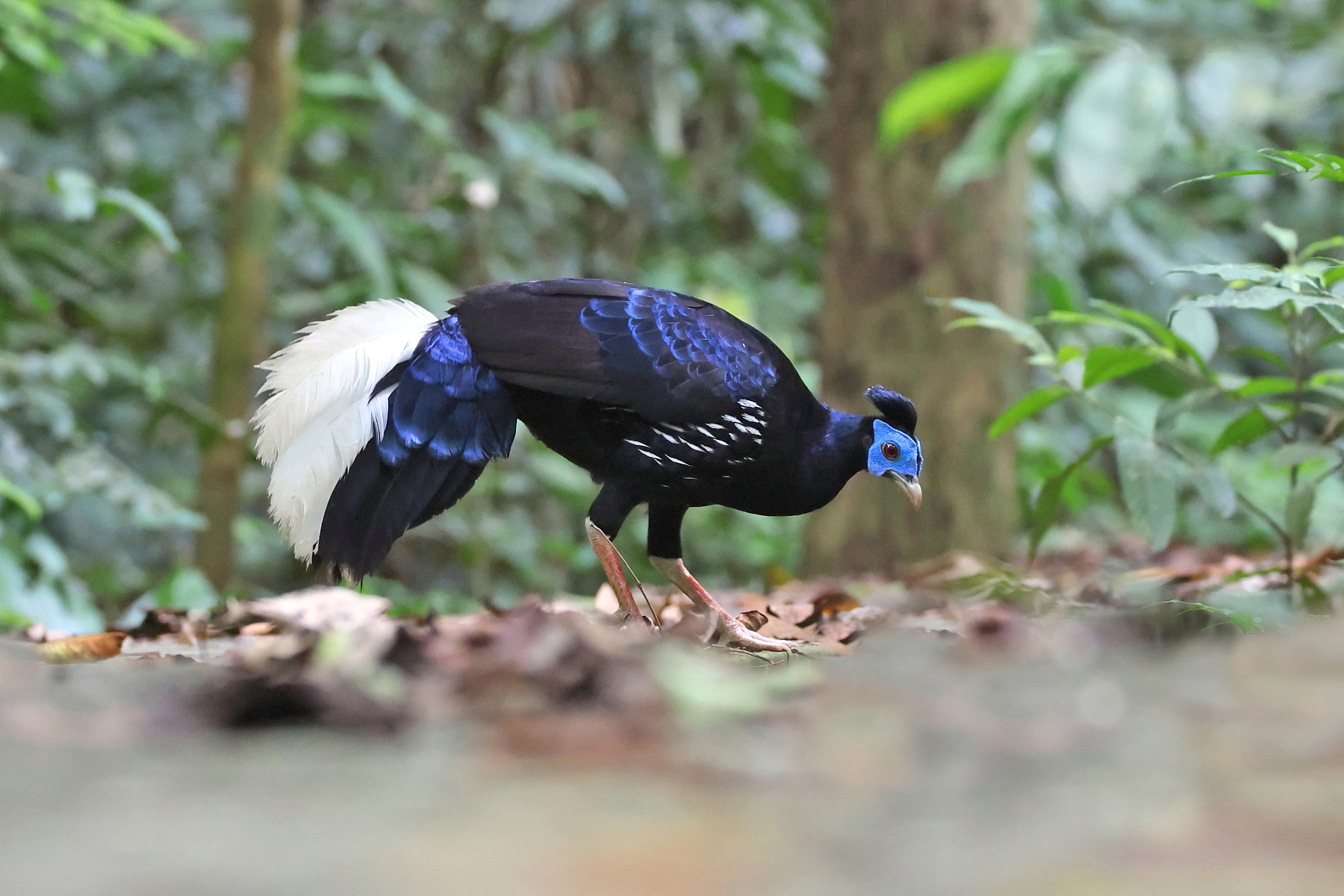 male Malayan Crested Fireback (image by János Oláh)