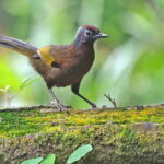 Malayan Laughingthrush (image by János Oláh)