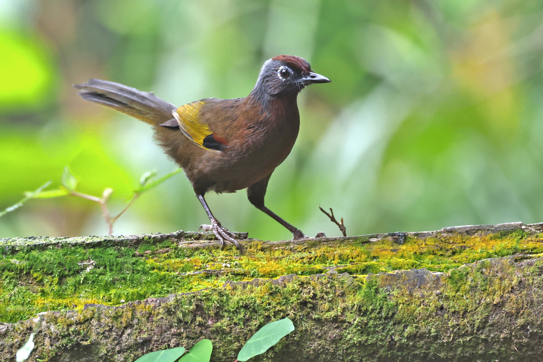 Malayan Laughingthrush (image by János Oláh)