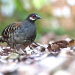 Malayan Partridge (image by János Oláh)