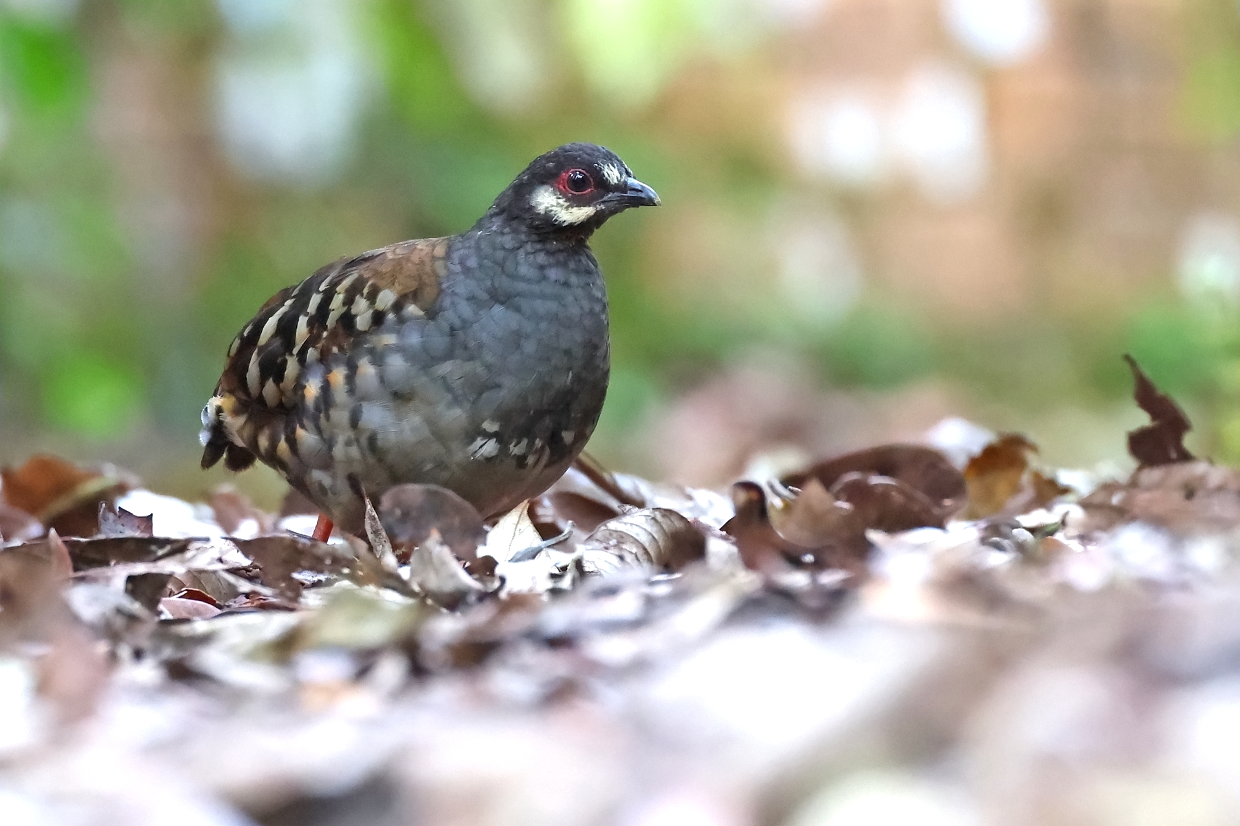 Malayan Partridge (image by János Oláh)