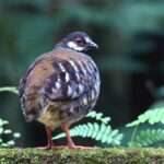 Malayan Partridge (image by János Oláh)