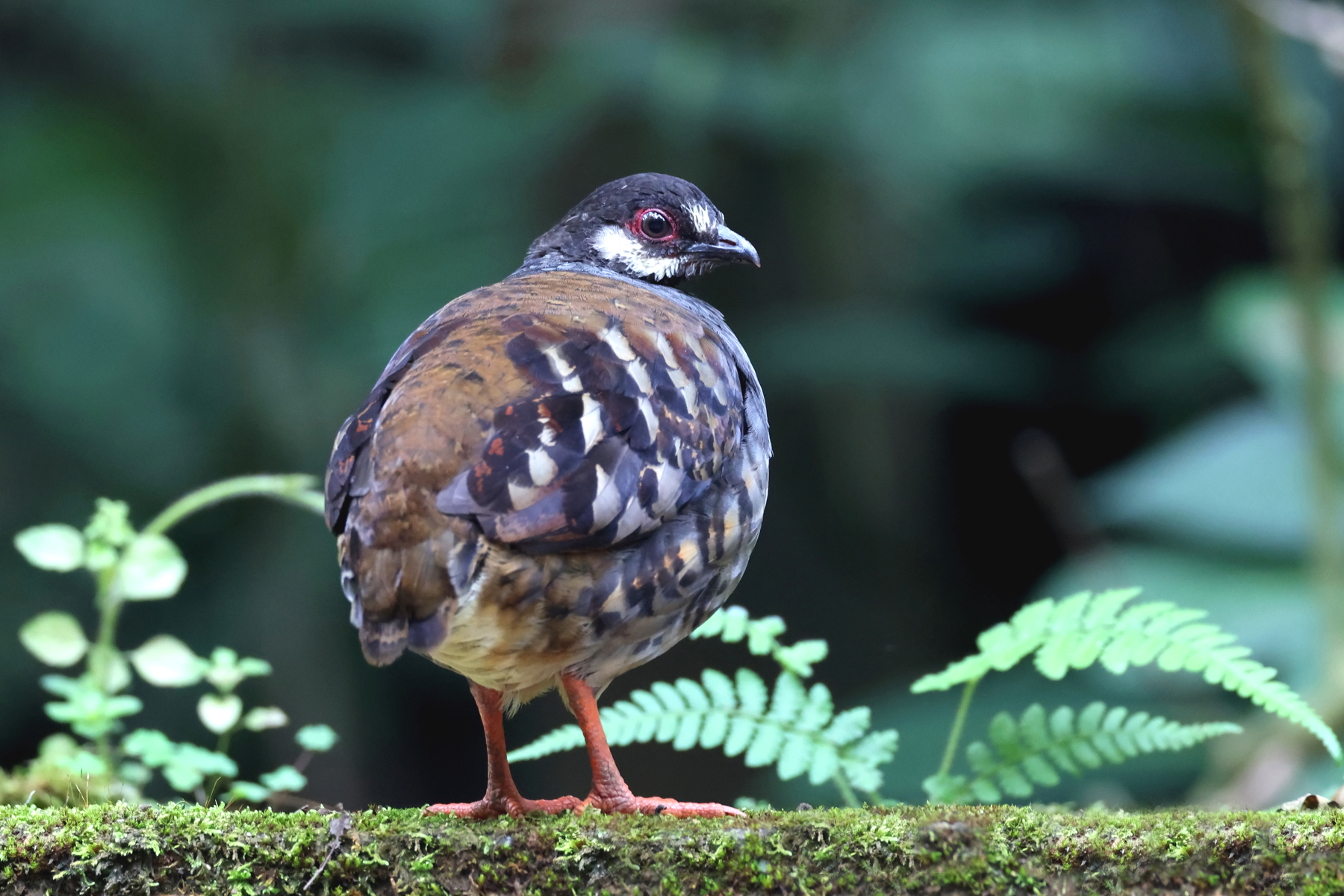 Malayan Partridge (image by János Oláh)
