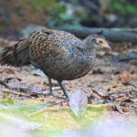 Malayan Peacock-Pheasant (image by János Oláh)