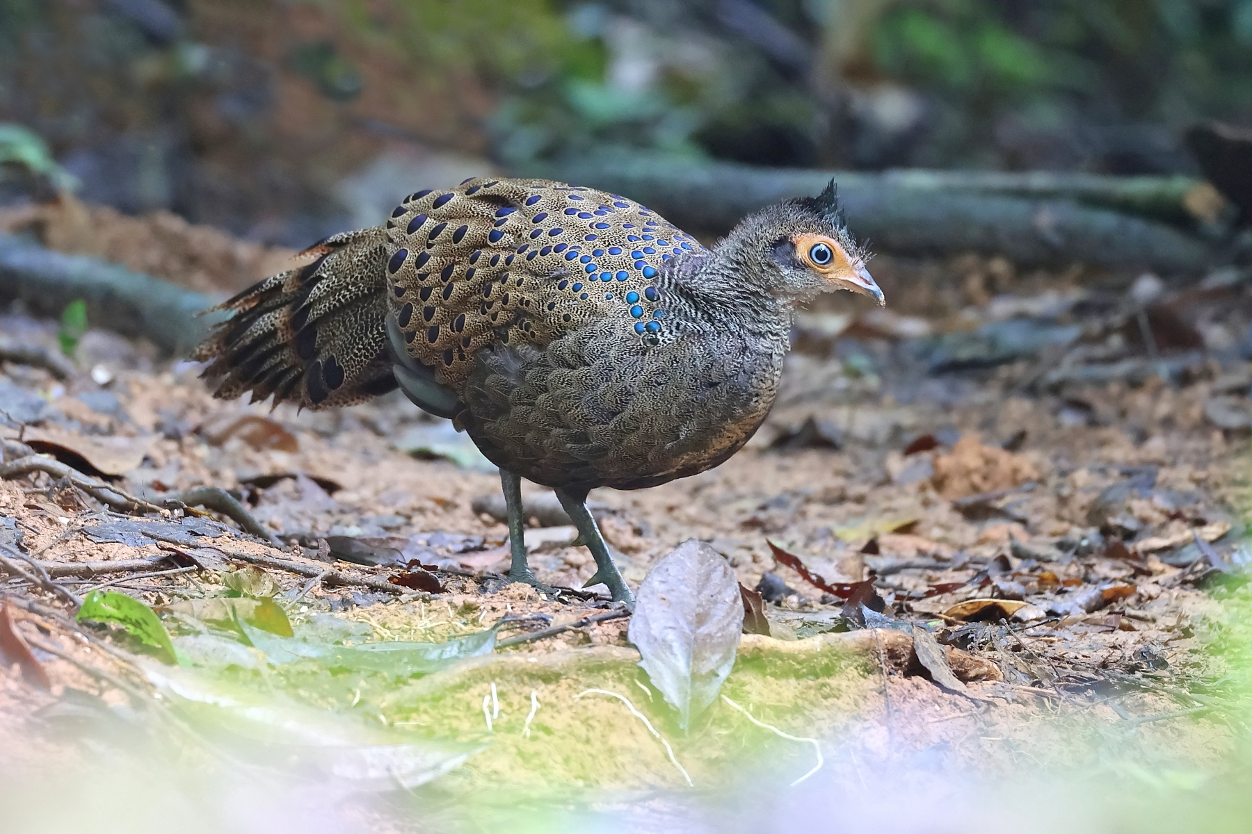 Malayan Peacock-Pheasant (image by János Oláh)