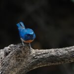 Malaysian Blue Flycatcher (image by Craig Robson)