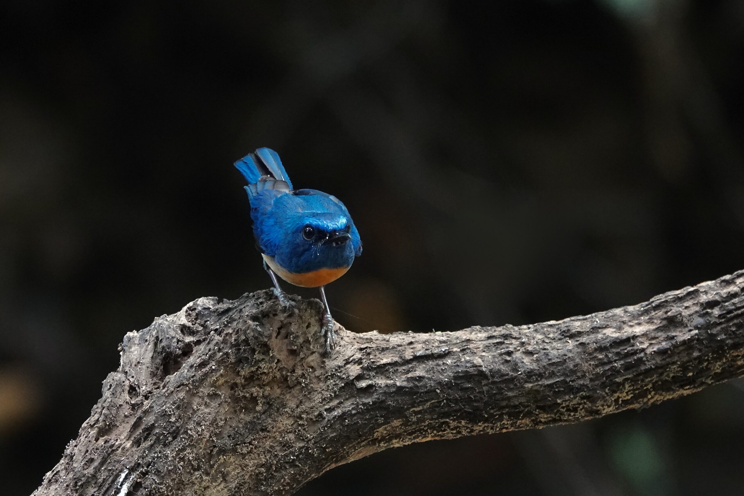 Malaysian Blue Flycatcher (image by Craig Robson)