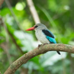 Mangrove Kingfisher (image by Mark Van Beirs)