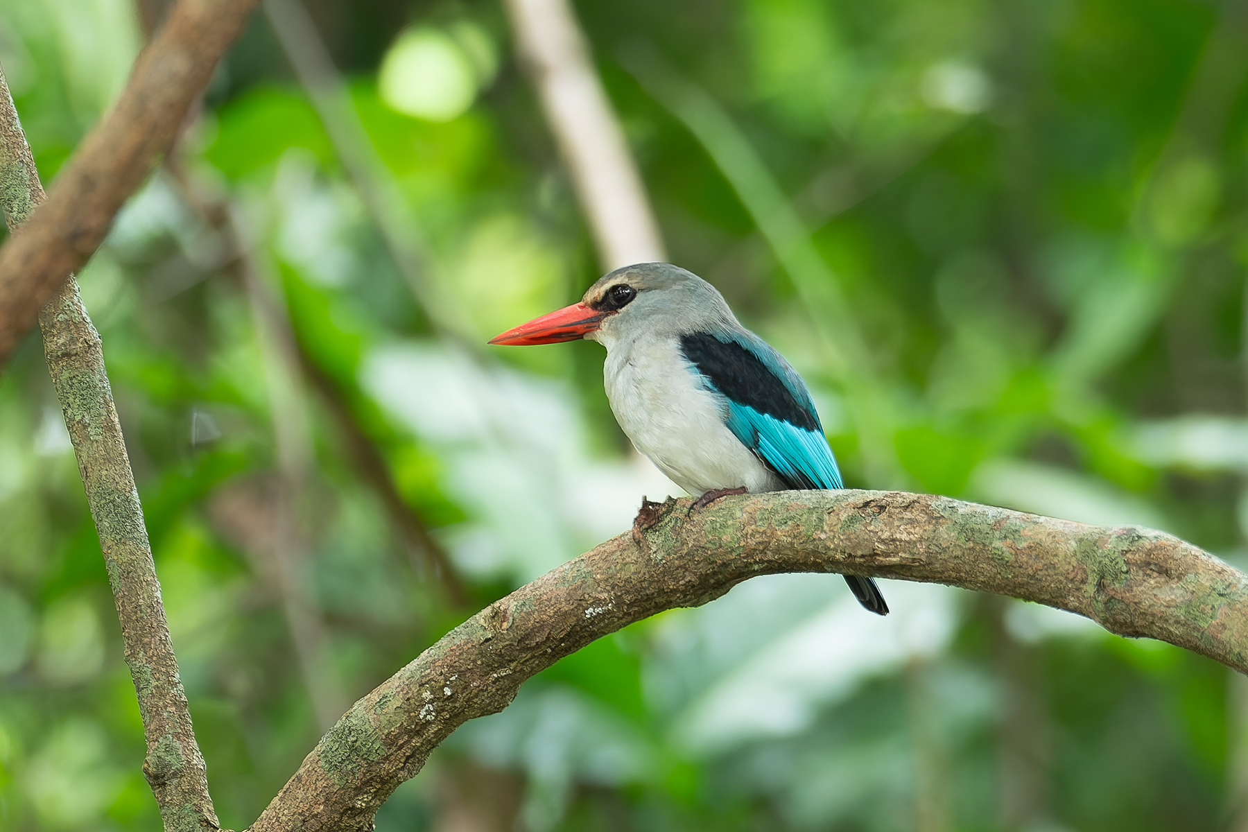 Mangrove Kingfisher (image by Mark Van Beirs)