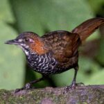 Marble Wren-Babbler (image by Paul Ellis)