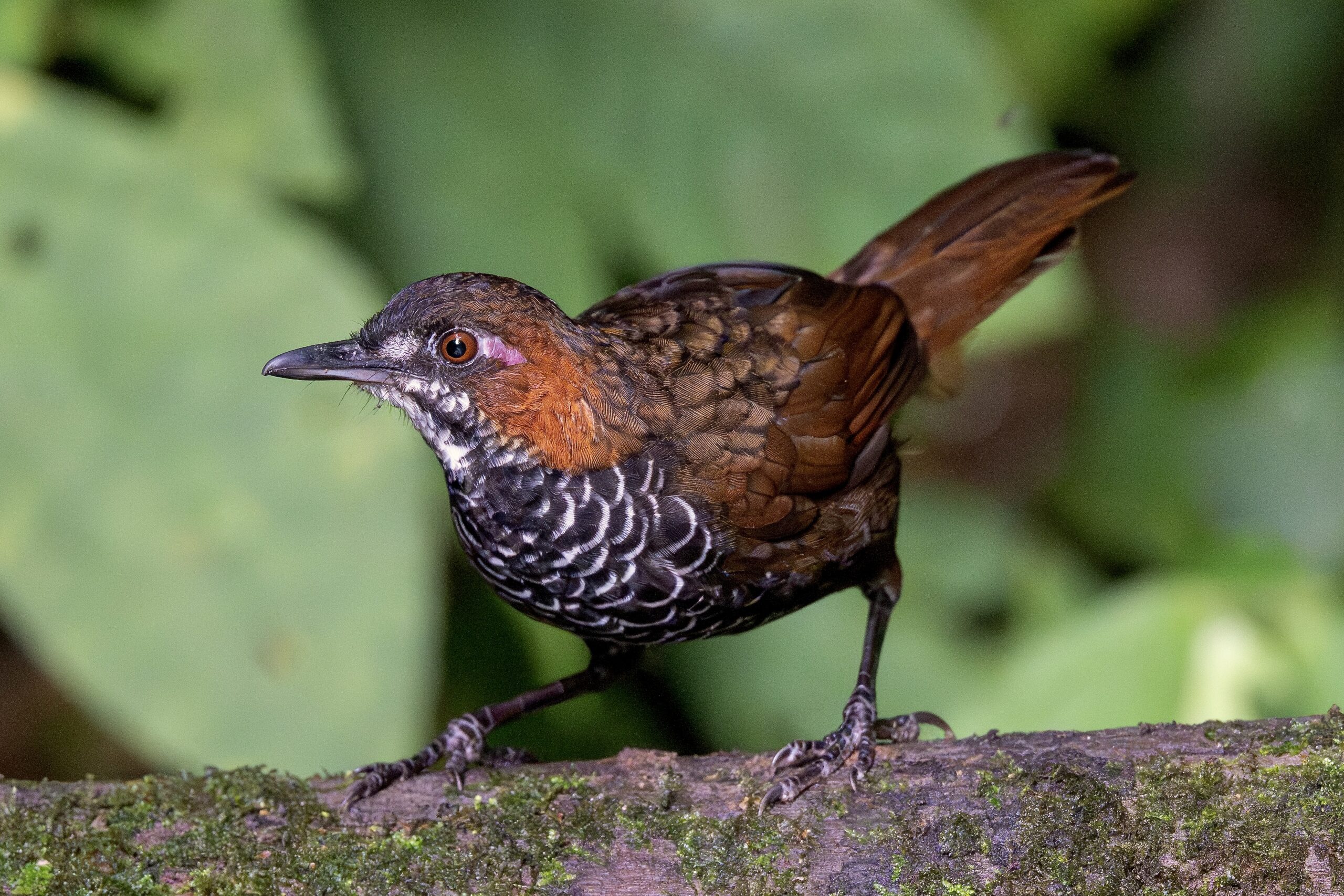 Marble Wren-Babbler (image by Paul Ellis)