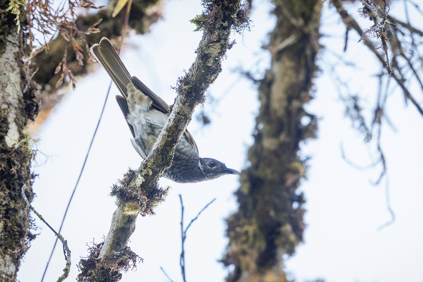 Marbled Honeyeater (image by Dáni Balla)