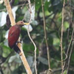 Maroon Woodpecker (image by János Oláh)