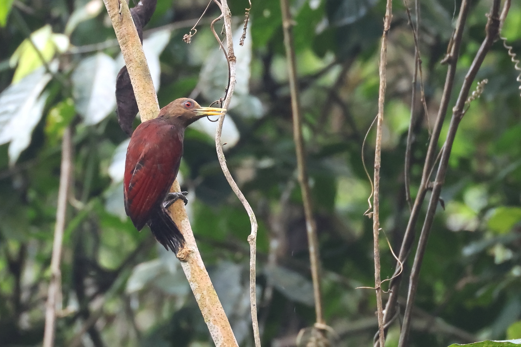 Maroon Woodpecker (image by János Oláh)