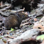 Max's Short-tailed Gymnure (image by János Oláh)