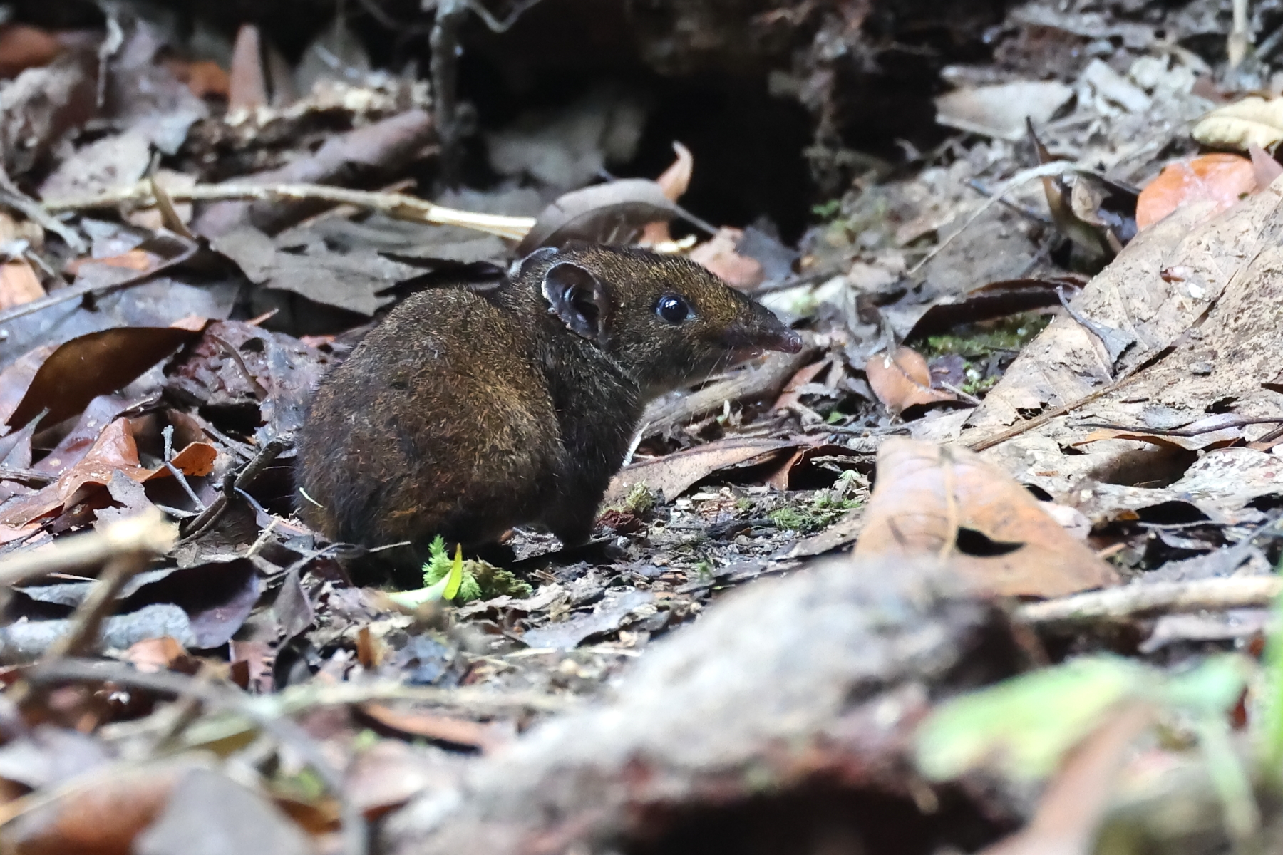 Max's Short-tailed Gymnure (image by János Oláh)