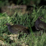 Melanesian Megapode (image by Dáni Balla)