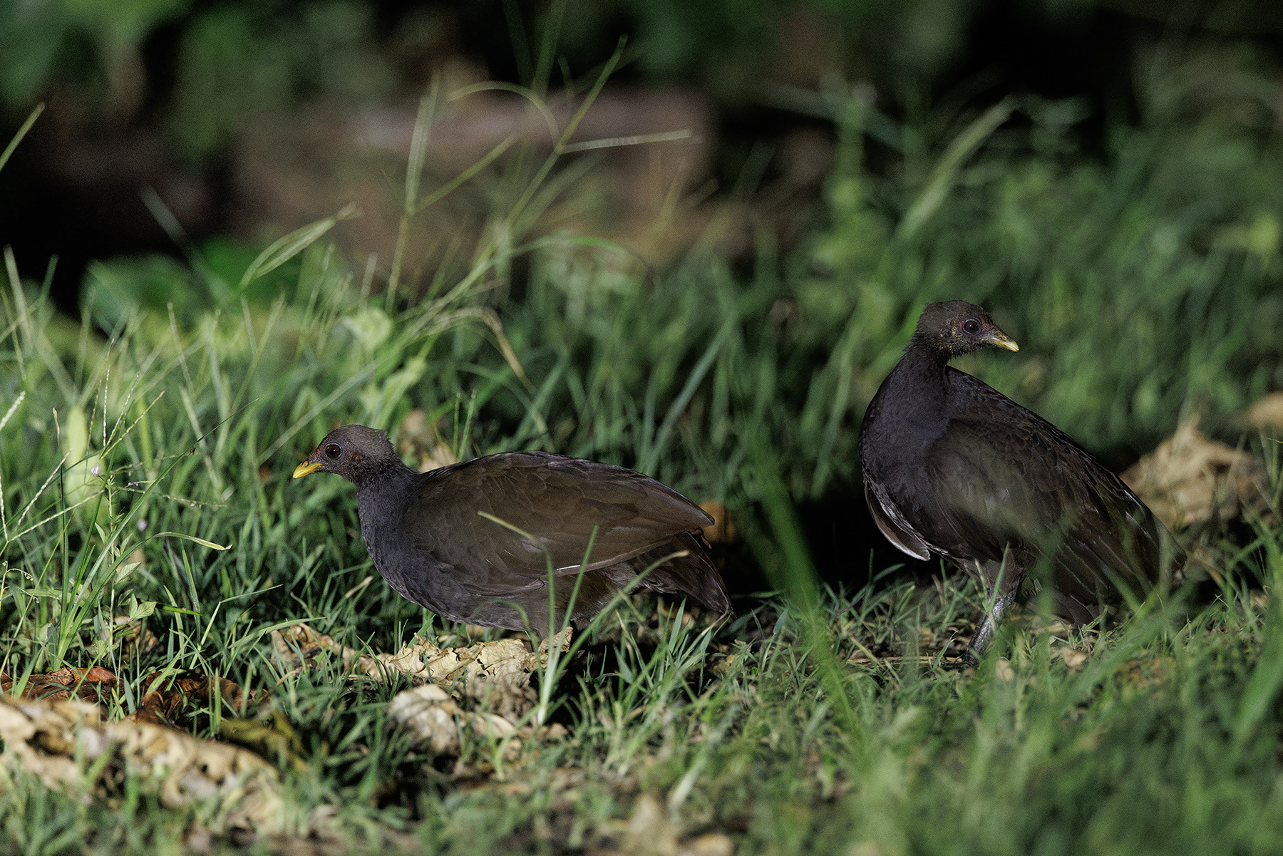 Melanesian Megapode (image by Dáni Balla)